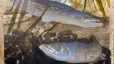 Art exhibition - The Decline of Eels by Julia Manning
